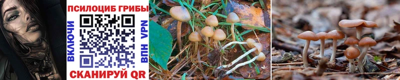 omg зеркало Нея Галлюциногенные грибы Psilocybine cubensis